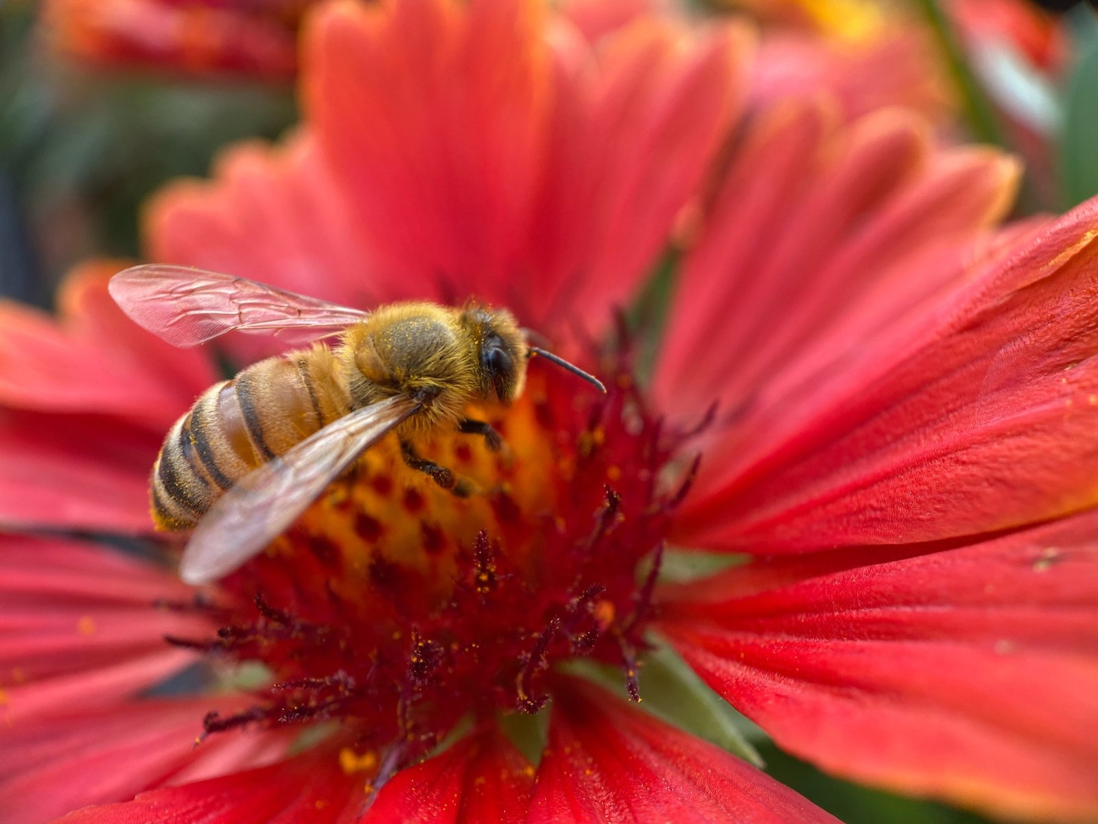 abeille fabriquant du miel de cuba